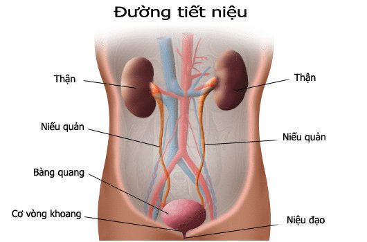 Lí do nào khiến đàn ông mắc bệnh viêm bàng quang ?