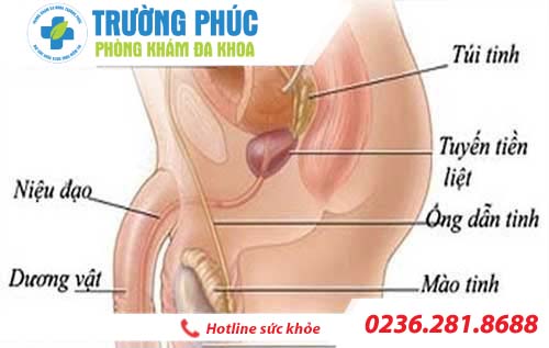 Triệu chứng bệnh viêm đường tiết niệu ở nam giới trieu chung benh viem duong tiet nieu o nam gioi